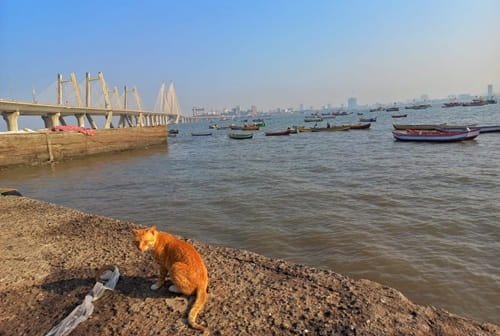 Worli Village, Mumbai: Facts, History & Connectivity