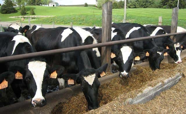 Dairy Farming Business Advantages and Disadvantages