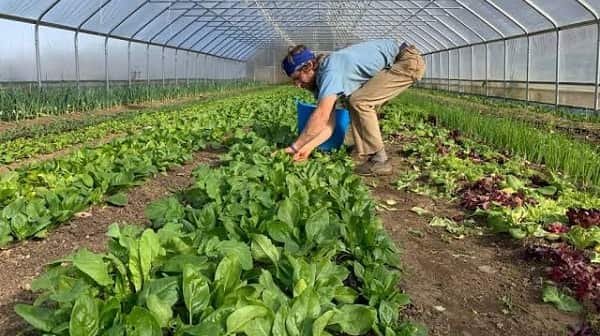 Organic Farming Business Advantages and Disadvantages