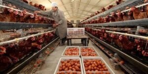 Poultry Farming Business Advantages and Disadvantages
