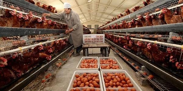 Poultry Farming Business